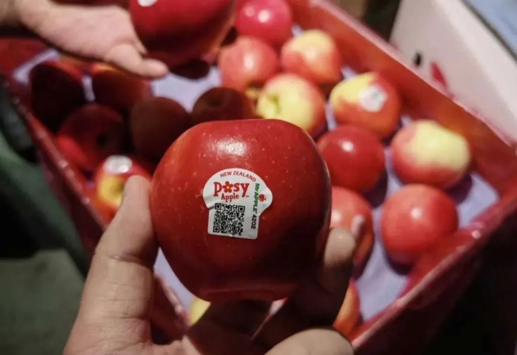 新西兰苹果先生(Mr Apple) 的早熟品种 Posy 小花苹果首批运抵中国市场