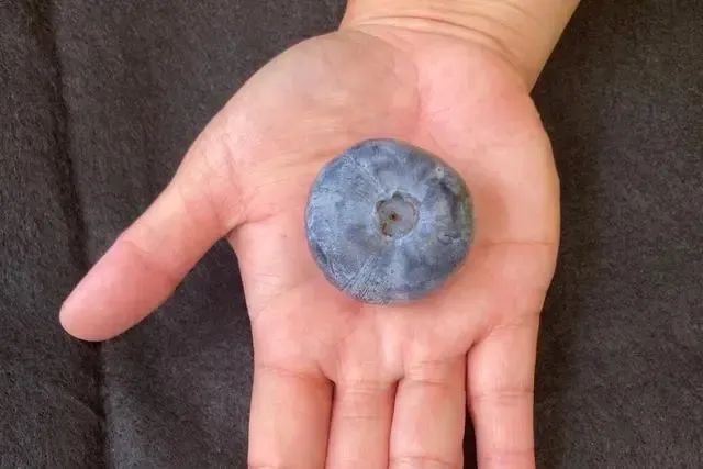 20.4克，世界最重蓝莓纪录刷新！