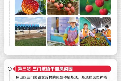海南荔枝、菠萝蜜、凤梨种植基地考察路线正式官宣！