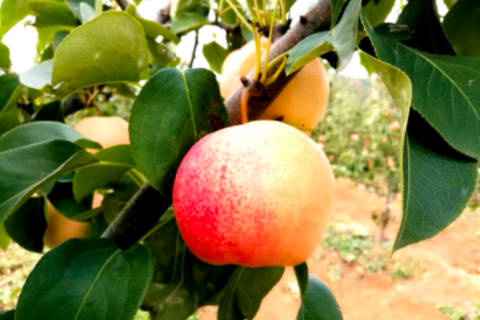 产地批发价16元/kg的红色优质极晚熟梨品种“佛见喜”