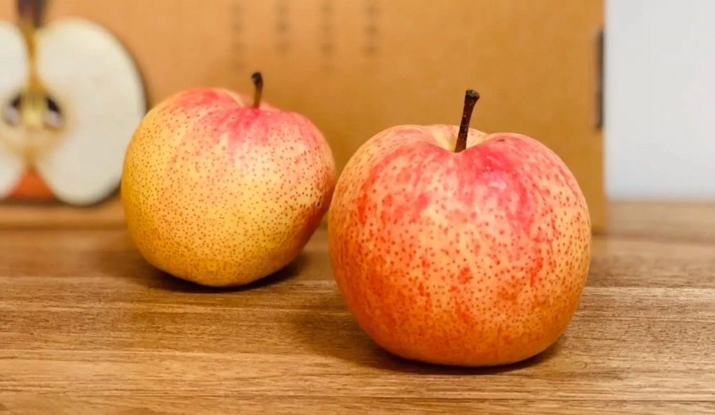 产地批发价16元/kg的红色优质极晚熟梨品种“佛见喜”