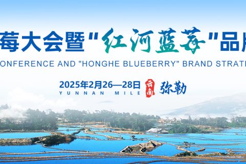 出口增长25倍！云南蓝莓何以独占鳌头？